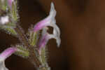 Carolina false vervain